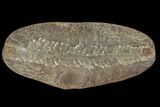 Pecopteris Fern Fossil (Pos/Neg) - Mazon Creek #92269-2